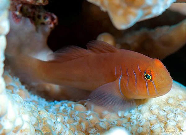 lined coral goby