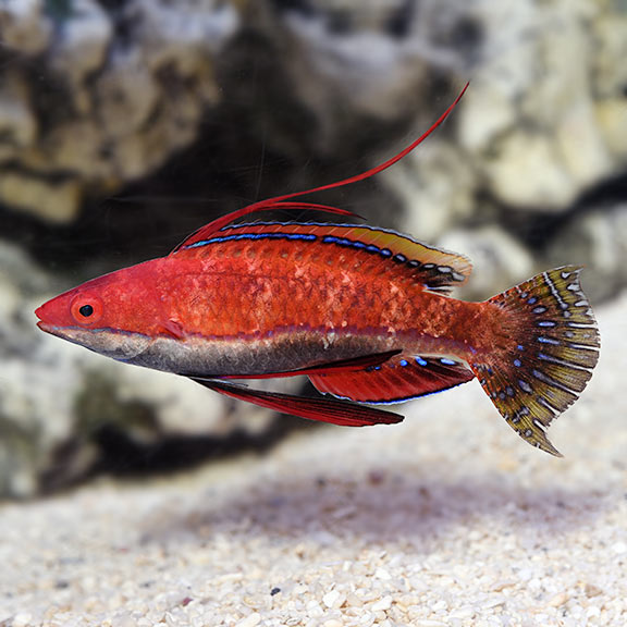 long fin wrasser
