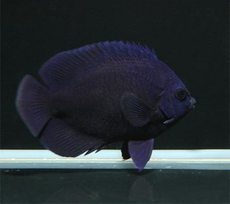 midnight centropig