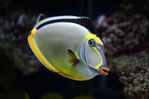 Naso Lituratus Médio