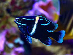 Neon Velvet Damsel