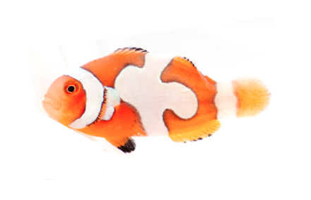 Ocealaris Extreme Picasso