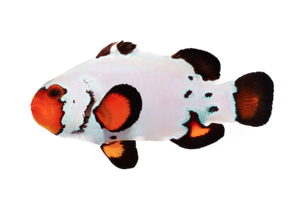 Ocealaris Frostbit