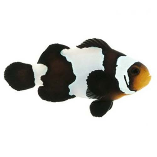 Ocealaris Mocha Snowflake