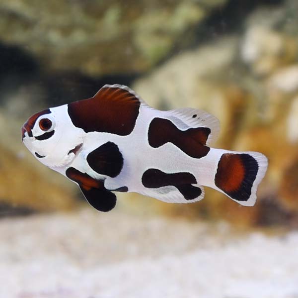 Ocealaris Mocha Storm