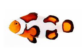 Ocealaris Picasso Onix