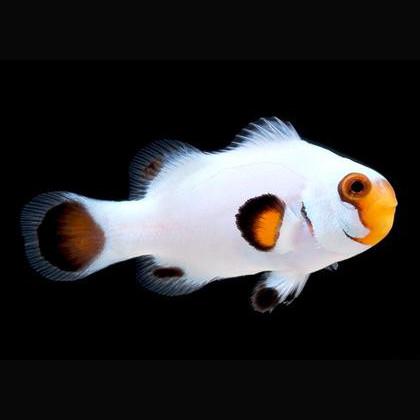 Ocealaris Platinum Percula