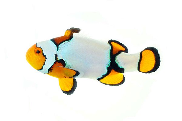 Ocealaris Snowflake Black Ice