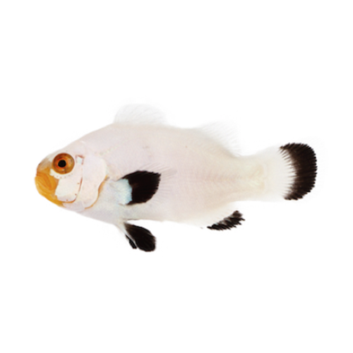 Ocealaris Wyoming White