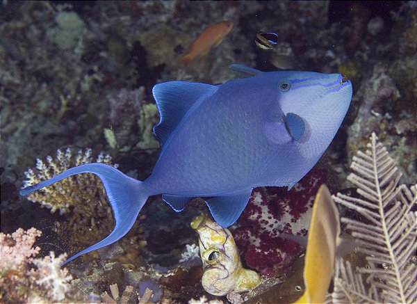 Odonus Trigger M