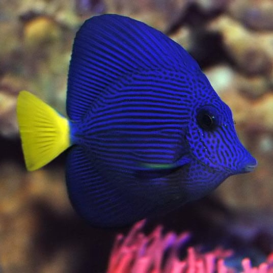 purple tang P