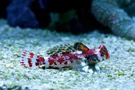 Red Scooter Dragonet