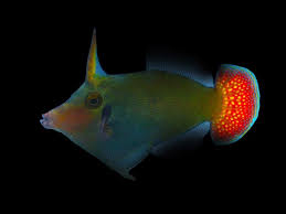 red tail filefish
