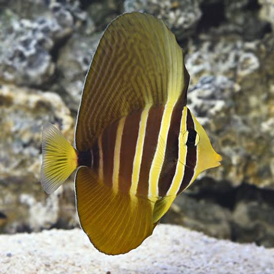 sailfing tang G