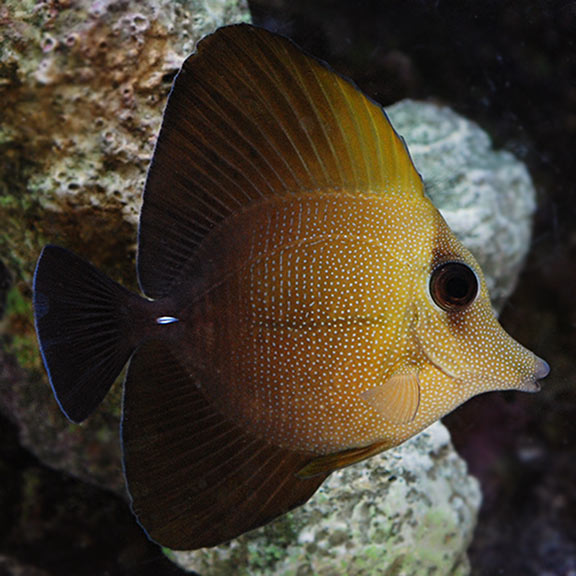 scopas tang grande