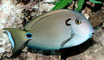 Tennenti Surgeonfish