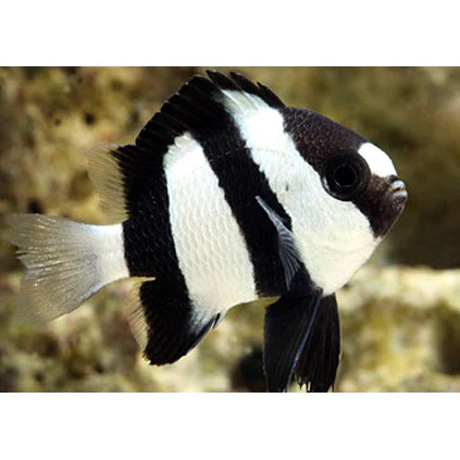 Three striped Dansel