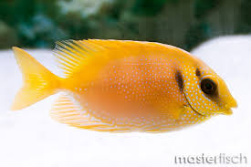 Yellow Blue Spotted Foxface
