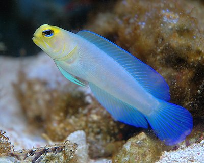 yellow head jawnfish