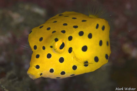 Yellow Spotted  Boxfish Grande