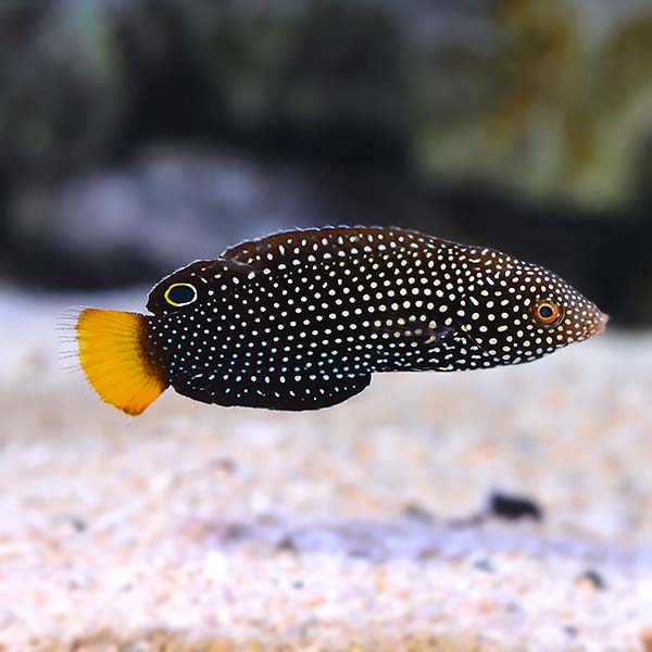Yellow Tail Tamarin Wrasse
