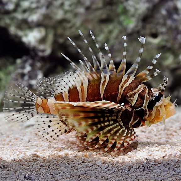 zebra dwarf lion fish
