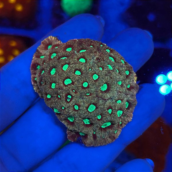 Favites Green (PREÇO DA PEÇA)