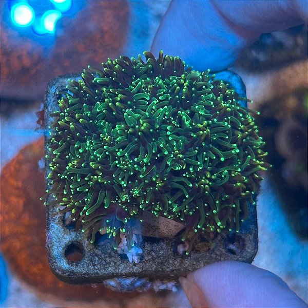 Galaxea Green  (PREÇO DA MUDA)