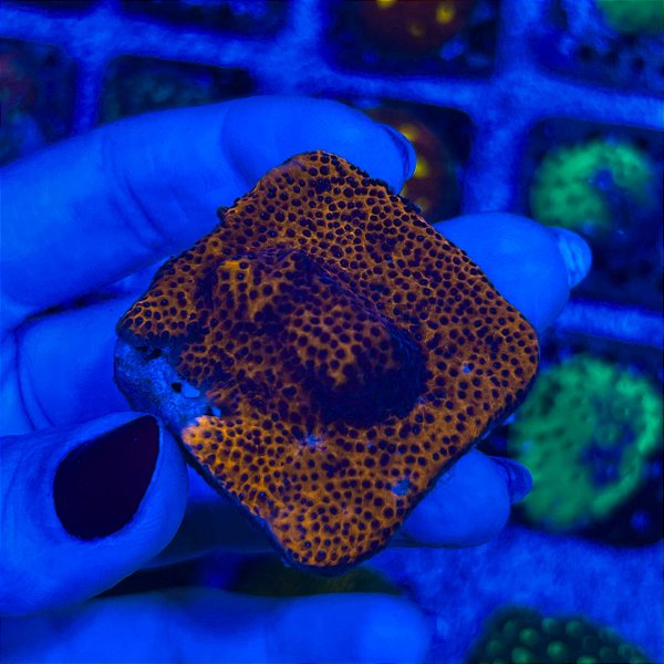 Montipora Super Man Reverse (PREÇO DA MUDA)