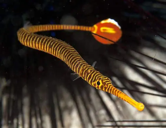 Banded Pipefish