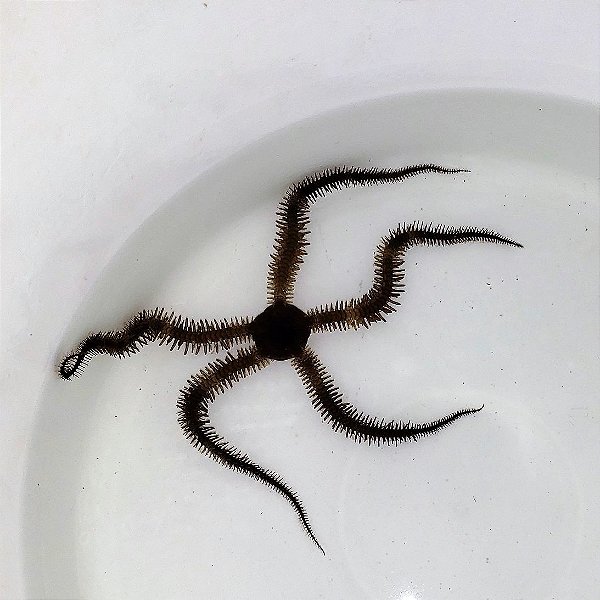 Ofiurus Peludo