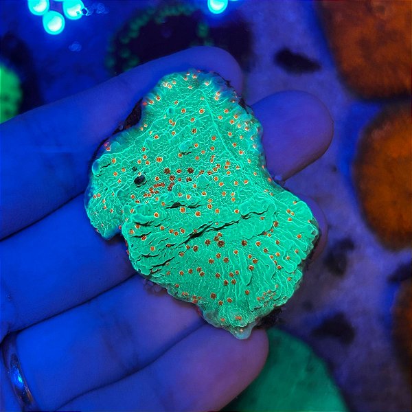 Montipora Chili Pepper (PREÇO DA MUDA)