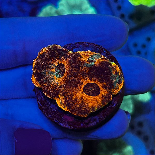 Acanthastrea Orange (PREÇO DA MUDA)
