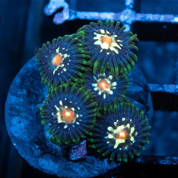 Zoanthus Stargazer (PREÇO DA MUDA)