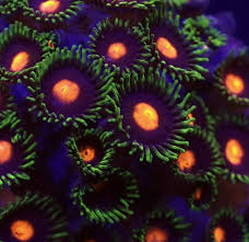 Zoanthus Blow Pop (PREÇO DA MUDA)