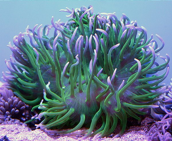 Anemona Long Tentaculos Rainbow