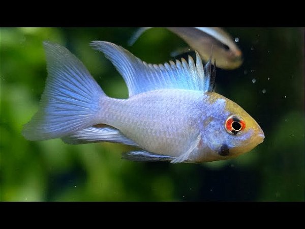 Ramirezi Electric Blue