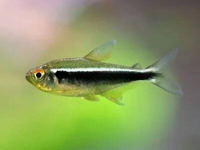 Tetra Neon Negro