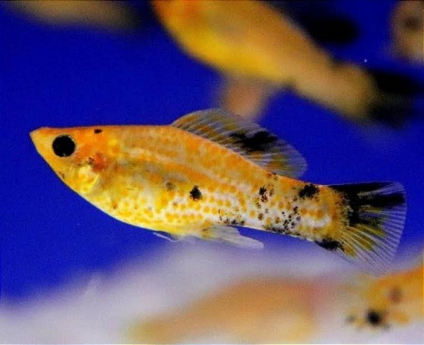 Molinesia Tigre