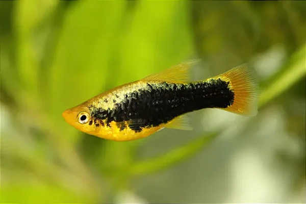 Platy Havai