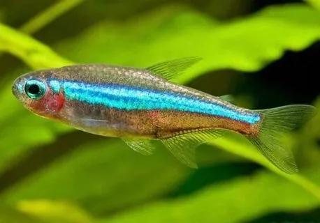 Tetra Neon Verde/Azul