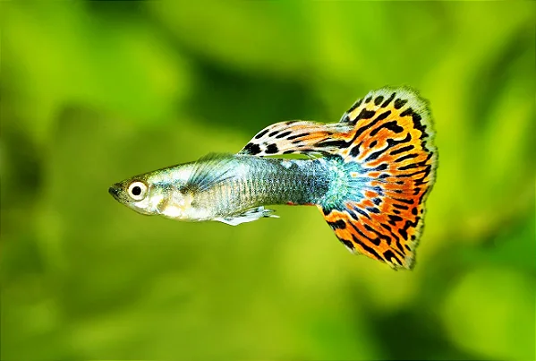Guppy Jumbo Macho