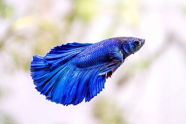 Betta Macho Comum