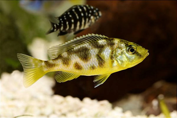 Venustus