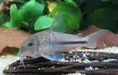 Corydoras Natarely