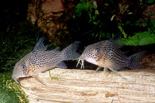 Corydoras Xinguensis