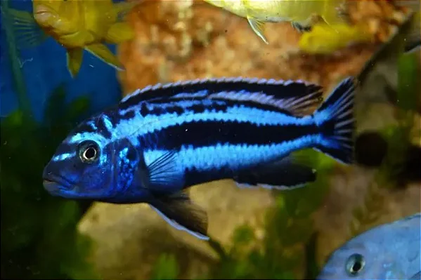 Auratus Azul