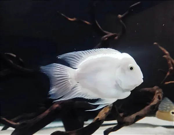 Papagaio Polar White
