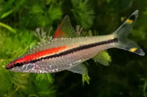 Barbo Denisonii GR