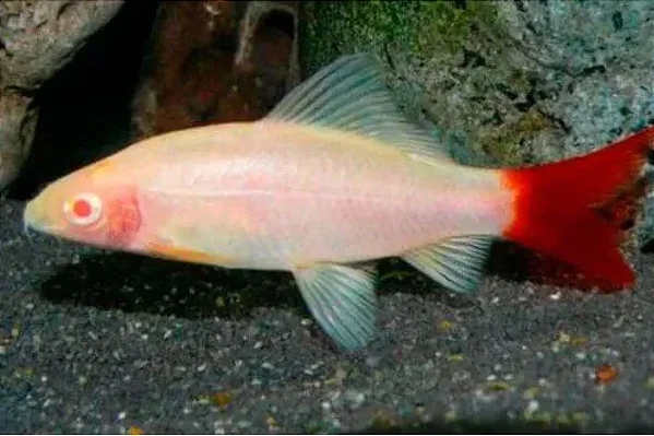 Labeo Bicolor Albino